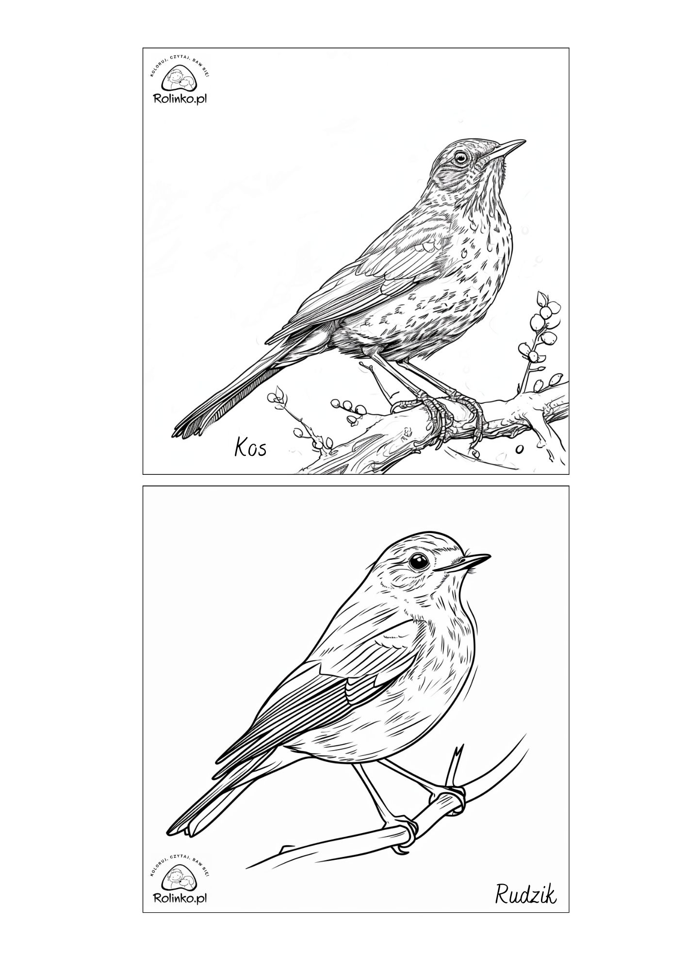 Jakie ptaki zimują w Polsce Kolorowanki i zdjęcia do druku ROLINKO