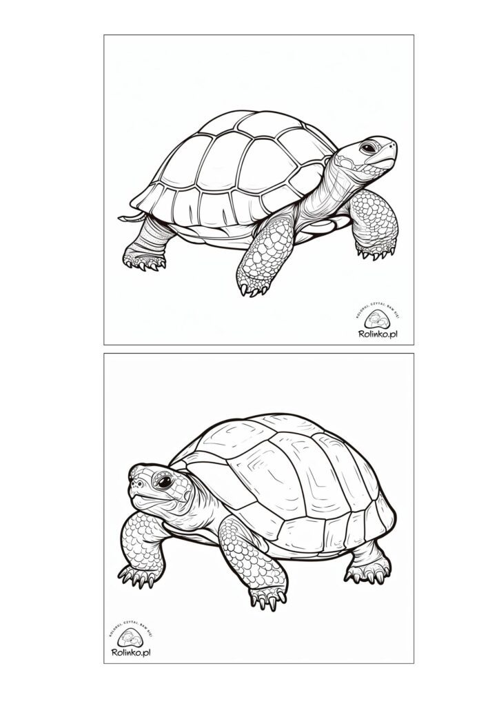 Żółw lądowy kolorowanka