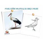 Ptaki, które odlatują na zimę do ciepłych krajów