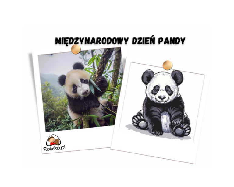 Dzień Pandy w przedszkolu ciekawostki o pandach dla dzieci