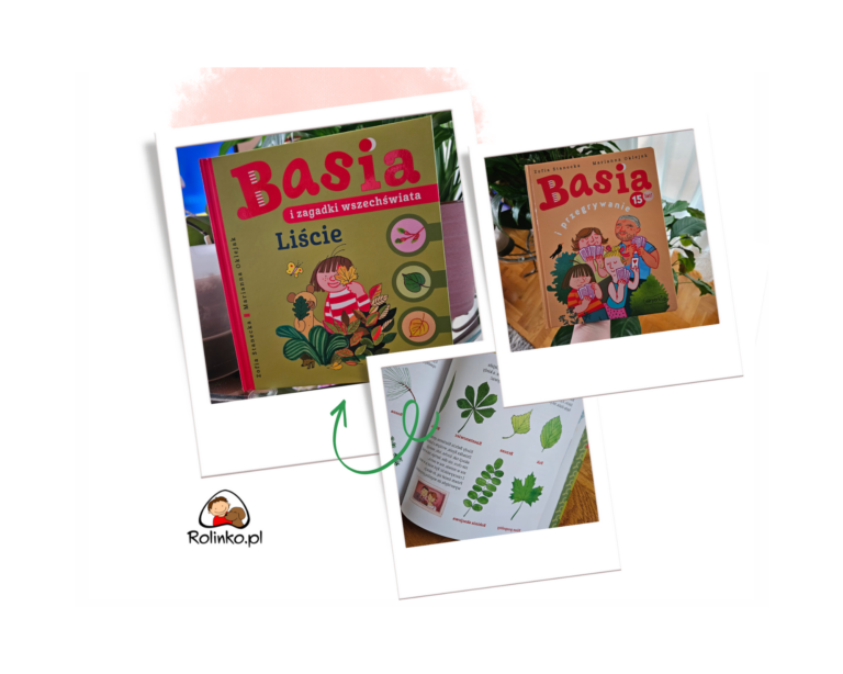 Basia recenzja